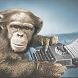chimp typing