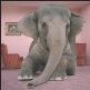 elephant in room